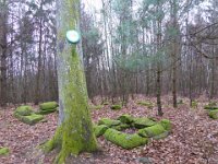 6  Saverne LE WASSERWALD 05 03 2017 29